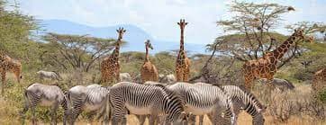 7-Day Samburu, Ol Pejeta, Lake Nakuru and Masai Mara